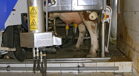 Brexit Unsicherheitsfaktor für Milchmarkt