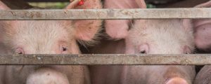 Südkorea nimmt mehr europäisches Schweinefleisch
