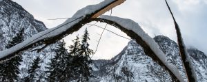 Bundesforste: „Haben Borkenkäfer im Griff“