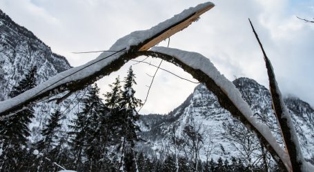 Bundesforste: „Haben Borkenkäfer im Griff“