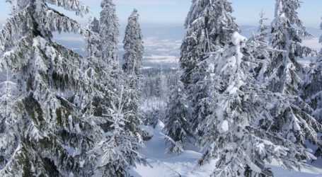 Pro Jahr 3.400 Hektar mehr an Wald