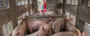 Tiertransporte: EU-Parlament wünscht sich schärfere Kontrollen