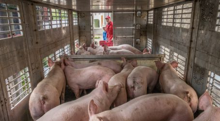 Tiertransporte: EU-Parlament wünscht sich schärfere Kontrollen