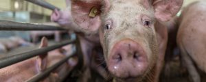 Deutschland führt staatliches Tierwohl-Label ein