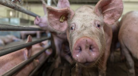 Deutschland führt staatliches Tierwohl-Label ein