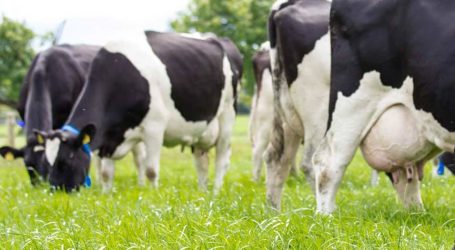 Brexit-Folgen: Zittern auf der Grünen Insel