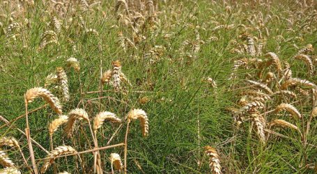 Pflanzenschutzindustrie sucht Vergleichsparzellen