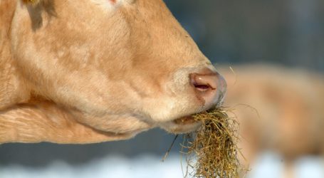 Weiterer TBC-Verdacht im Montafon