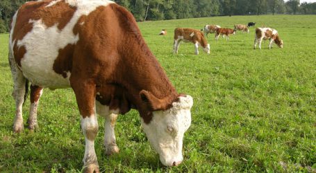 „Pinnistal-Urteil“: Kammer sieht Gefahr für Almwirtschaft