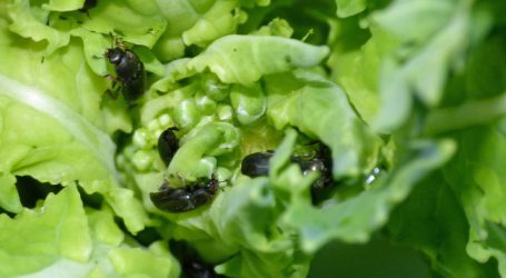 Rapsschädlinge sind bereits aktiv