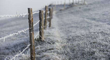 Salzburg erarbeitet klare Regeln bei Wolfsrissen