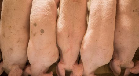 Tschechien offiziell frei von Schweinepest