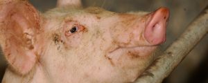 Schweine: Hoffnungsmärkte Südkorea und Philippinen