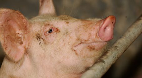 Schweine: Hoffnungsmärkte Südkorea und Philippinen