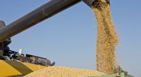 Edeka Südwest stellt Schweine-Programm auf europäisches Soja um