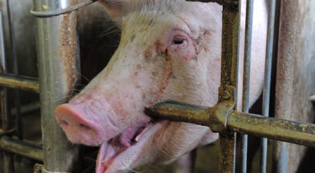 Deutschland: Schweinepest-Angst geht um