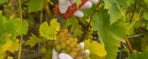 Große Weinernte bietet Marktchancen