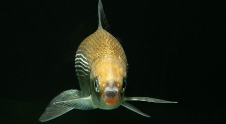 Bundesforste machen „Fischinventur“