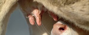 GAP: Zahlungen wieder stärker an Produktion koppeln?
