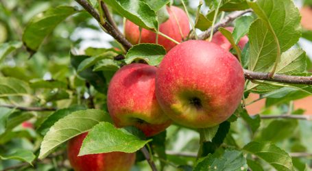 Pflückroboter für Äpfel ersetzt Erntehelfer