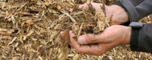 Biomasse-Grundgesetz: Bundesländer am Zug