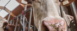 ÖKL überarbeitet Broschüre zu „einfachen Laufställen“