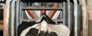 Phosphatquote und Futtermangel verringern Rinderbestand