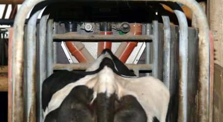 Phosphatquote und Futtermangel verringern Rinderbestand