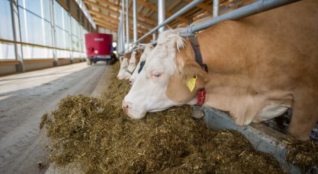 Milchpreisentwicklung schwierig abzuschätzen