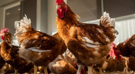 Qualitätsgeflügelvereinigung informiert zu Salmonellen