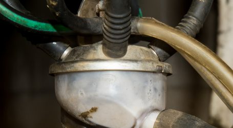 Fehlendes Futter ließ Anlieferung in Österreich schwinden