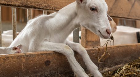 Kitz-Vermarktung Problem für Ziegenhalter