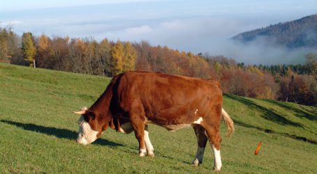 Tirol stellt Versicherungsschutz für Almen vor