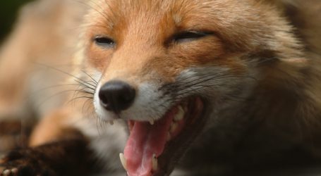 Tierschützer laufen gegen Pelztier-Referenzzentrum Sturm