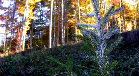 Verbissrate in Tirol über 40 Prozent