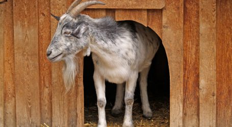 Highlight für Schaf- und Ziegenfreunde im Hausruckviertel