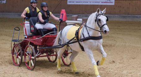 „Heiße Eisen“ bei Lambacher Pferdewirten