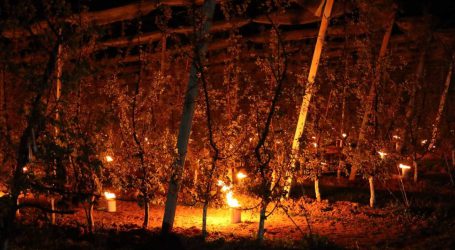Steirische Obstbauern beklagen erste Frostschäden