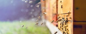 Lagerhäuser erweitern Bienenmietservice