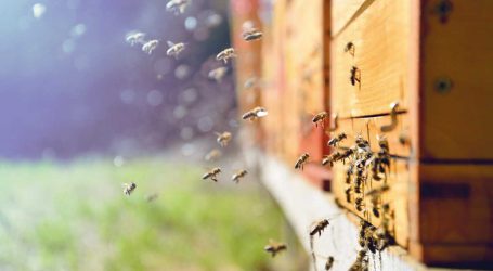 Lagerhäuser erweitern Bienenmietservice