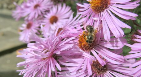 „Wir für Bienen“: Kampagne zum Artenschutz in Niederösterreich