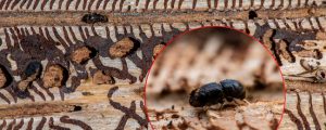 Viel bruttaugliches Holz für neue Borkenkäfer-Massenvermehrung