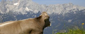 Vorarlberg übernimmt Haftpflichtversicherung auf Alpen