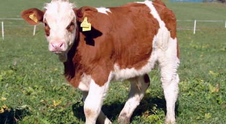 LKV zieht positive Bilanz bei Leistungsprüfungen