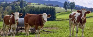 Regierung schickt Alm-Präzisierungen in Begutachtung