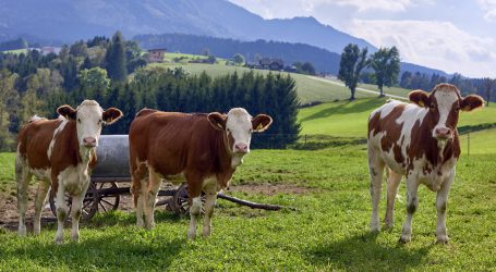 Regierung schickt Alm-Präzisierungen in Begutachtung