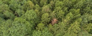 Neue Wege zum Waldumbau nach Borkenkäferbefall
