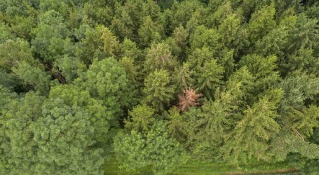 Neue Wege zum Waldumbau nach Borkenkäferbefall