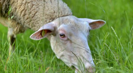 Hechenberger zu Wölfen: „Entschädigungen nicht die Lösung“