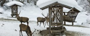Bessere Überwinterungskonzepte für Schalenwild gesucht